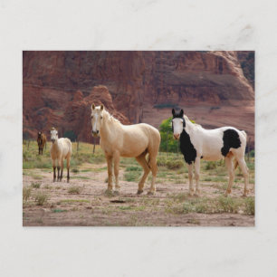 Carte Postale Les chevaux navajos courent librement sur le fond