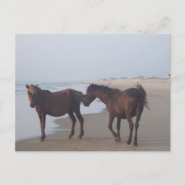 Carte Postale Les Chevaux sauvages de la plage de Carova (Devant)