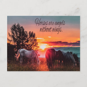Carte Postale Les chevaux sont des anges sans ailes