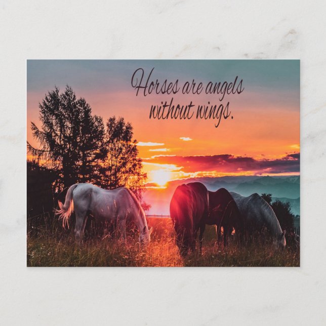 Carte Postale Les chevaux sont des anges sans ailes (Devant)