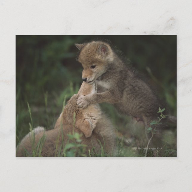 Carte Postale Les chiots de coyote luttant (Canis Latrans) (Devant)