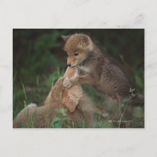 Carte Postale Les chiots de coyote luttant (Canis Latrans)
