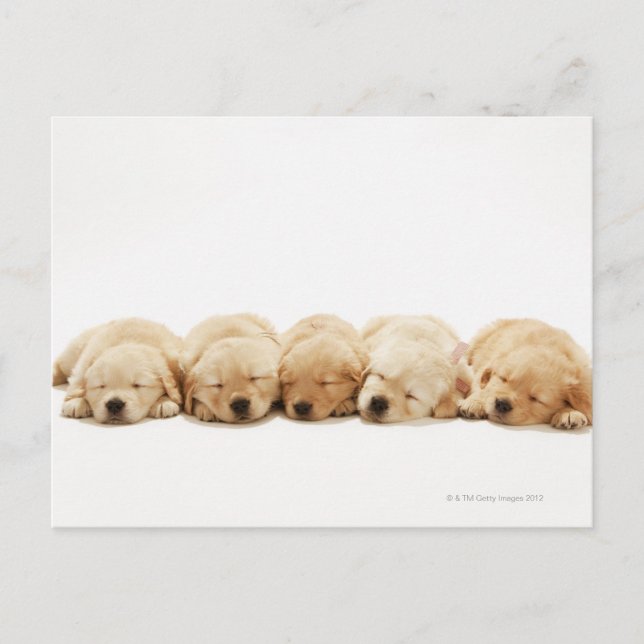 Carte Postale Les chiots de l'golden retriever (Devant)