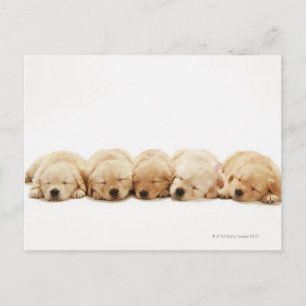 Carte Postale Les chiots du Golden Retriever