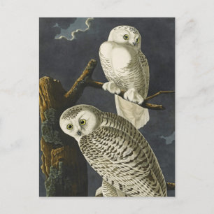 Carte Postale Les Chouettes neigeuses d'Audubon