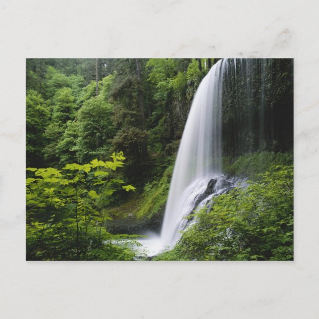 Carte Postale Les chutes Middle North, Silver Falls State Park, (Devant)