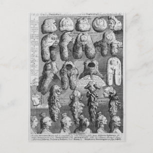 Carte Postale Les Cinq Ordres de Perriwigs, 1761