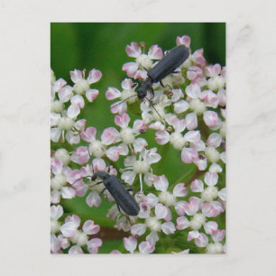Carte Postale Les coléoptères sur les fleurs d'Angelica, île de