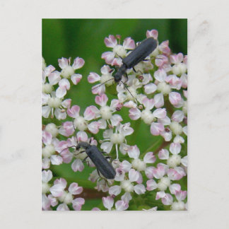 Carte Postale Les coléoptères sur les fleurs d'Angelica, île de