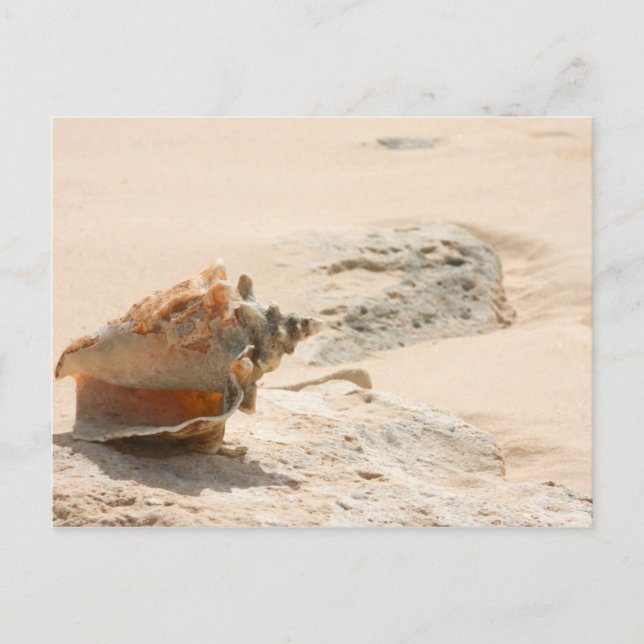 Carte Postale Les Coquillages Sur La Plage (Devant)