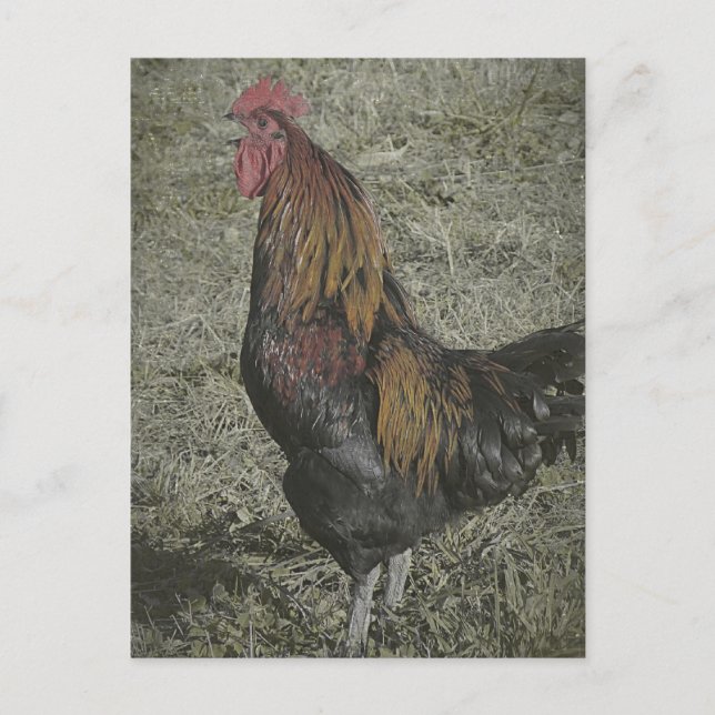 Carte Postale Les Corneilles De Coq (Devant)