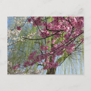 Carte Postale Les couleurs du printemps : Tokyo