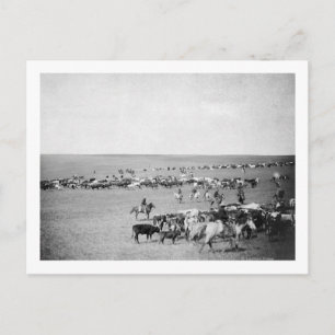 Carte Postale Les cowboys avec du bétail sur la chaîne Photograp
