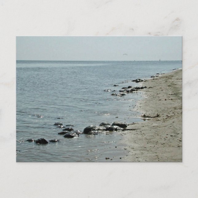 Carte Postale Les crabes en fer à cheval le long de la plage (Devant)