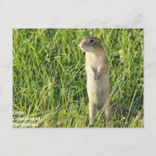 Carte Postale Les créatures de Little Prairie