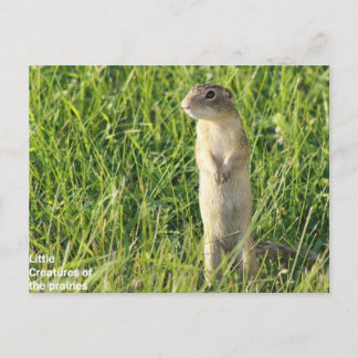 Carte Postale Les créatures de Little Prairie