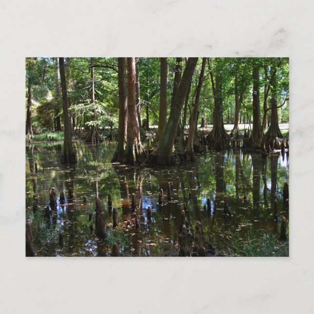 Carte Postale Les Cypress Trees 2 (Devant)