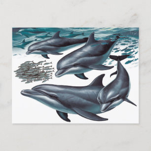 Carte Postale Les dauphins