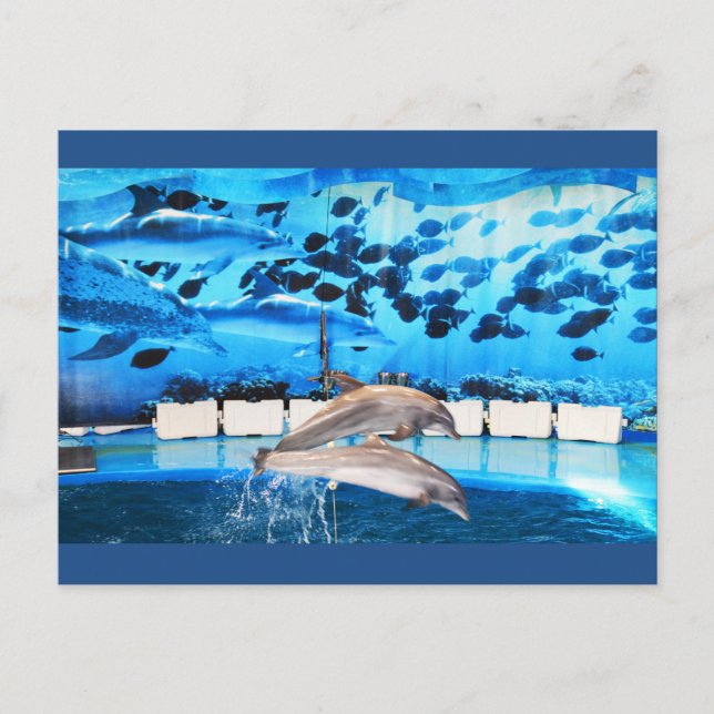 Carte Postale Les dauphins en mouvement (Devant)