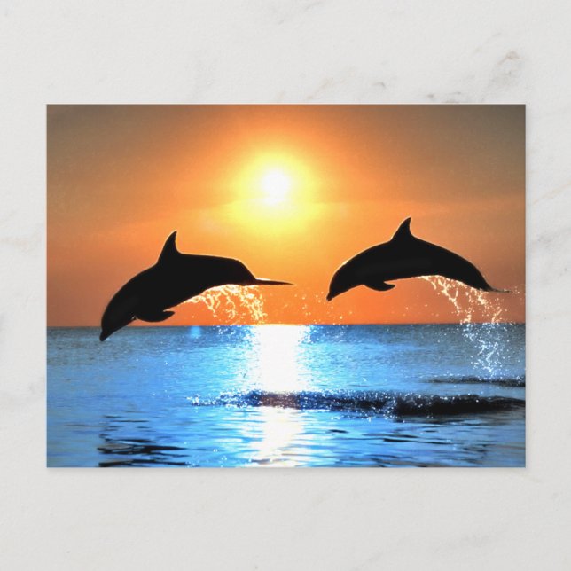 Carte Postale Les dauphins qui sautent (Devant)