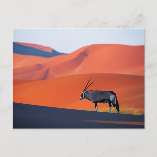Carte Postale Les déserts | Namib Desert Oryx (Devant)