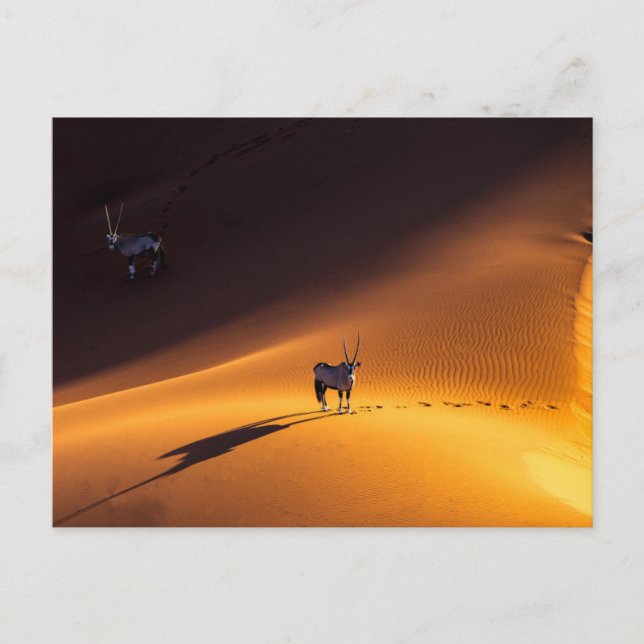 Carte Postale Les déserts | Parc national du Namib Naukluft Keny (Devant)