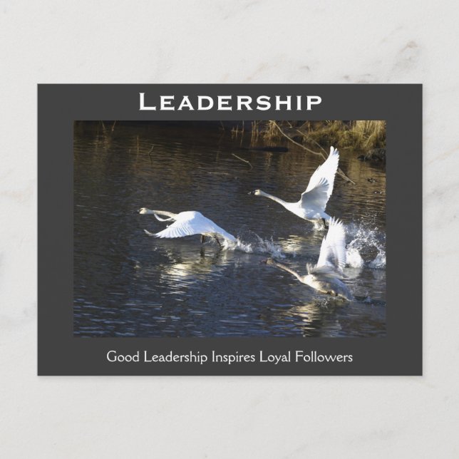 Carte Postale Les dons de motivation des cygnes trompettes (Devant)