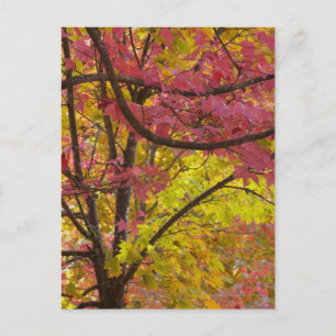 Carte Postale Les érables présentent un vert or rouge vif