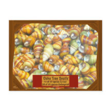 Les escargots célèbres d'arbre d'Oahu vont éteints