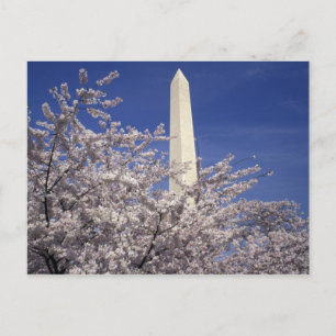 Carte Postale Les Etats-Unis, Washington DC. Festival de fleurs