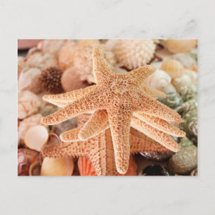 Carte Postale Les étoiles de mer séchées vendues comme souvenirs