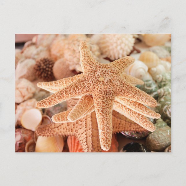 Carte Postale Les étoiles de mer séchées vendues comme souvenirs (Devant)