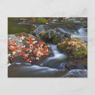 Carte Postale Les feuilles d'érable rouge tapissent les rochers
