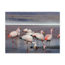 Les Flamants roses de James