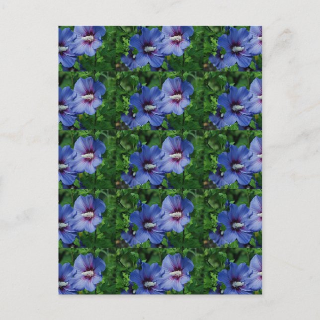 Carte Postale Les Fleurs de Blue Hibiscus (Devant)