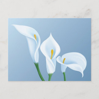 Carte Postale Les fleurs de Calla