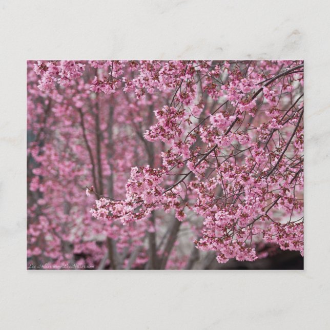 Carte Postale Les fleurs de cerisiers Sakura sont roses (Devant)