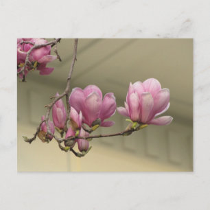 Carte Postale Les fleurs de Magnolia