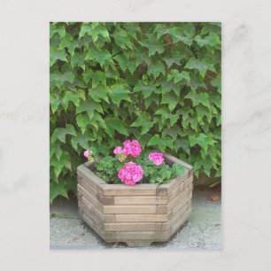 Carte Postale Les fleurs de Monet