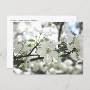 Carte Postale Les fleurs de pomme arbre de printemps Photographi