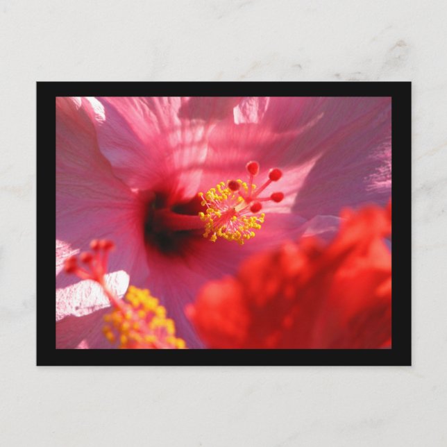 Carte Postale Les fleurs d'Hibiscus (Devant)