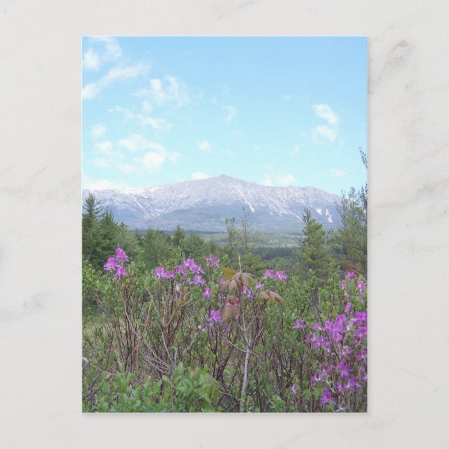 Carte Postale Les fleurs et la montagne (Devant)