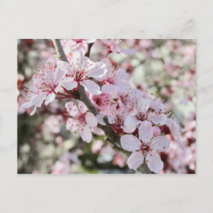 Carte Postale Les Fleurs Roses Fleurs Rouges.