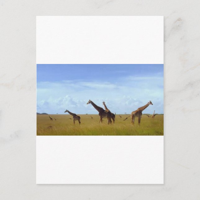 Carte Postale Les Giraffes du Parc National de Nairobi (Devant)