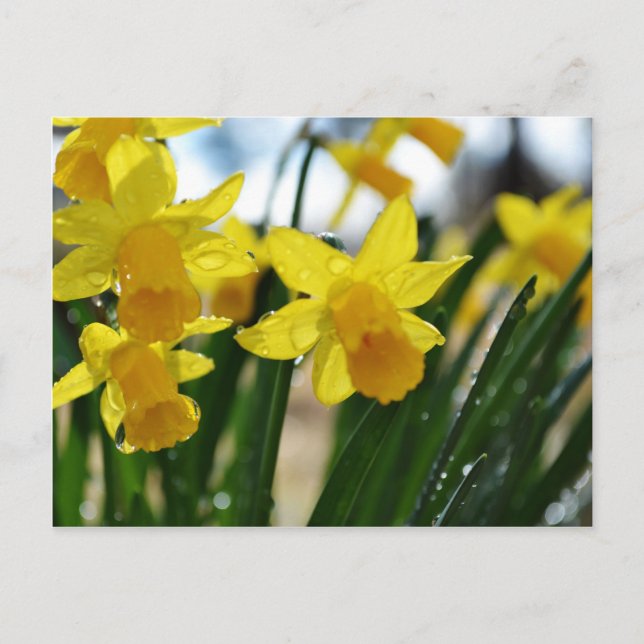 Carte Postale Les gouttes de pluie sur les jonquilles (Devant)