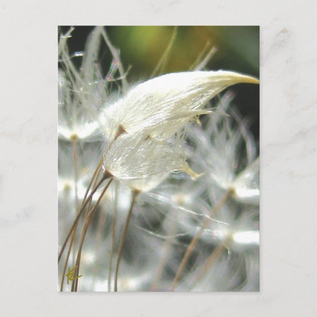 Carte Postale Les graines de Dandelion Embrassent la nature sens (Devant)
