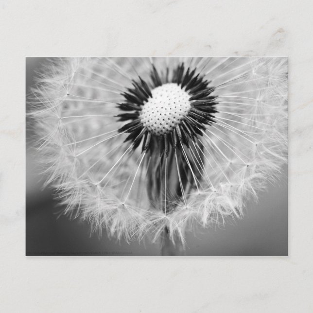 Carte Postale Les graines de demain (Devant)