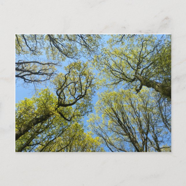 Carte Postale Les grands arbres (Devant)
