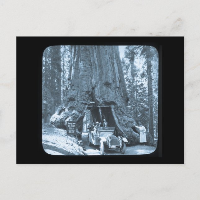 Carte Postale Les grands arbres de Mariposa Grove (Devant)