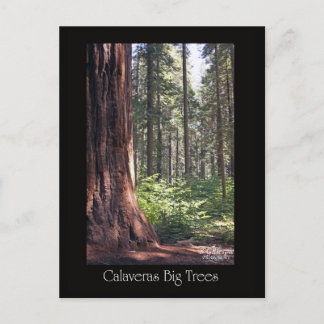 Carte Postale Les grands arbres des Calaveras